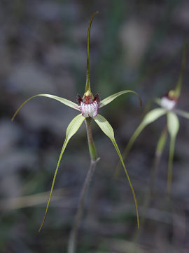 Caladenia swartsiorum Caladenia swartsiorum