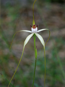 Caladenia swartsiorum Caladenia swartsiorum