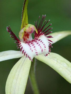 Caladenia swartsiorum Caladenia swartsiorum