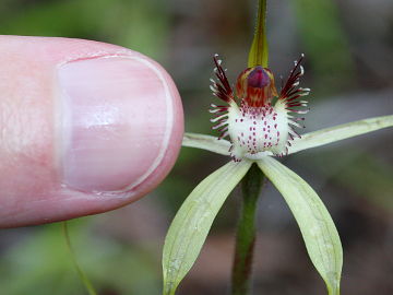 Caladenia swartsiorum Caladenia swartsiorum