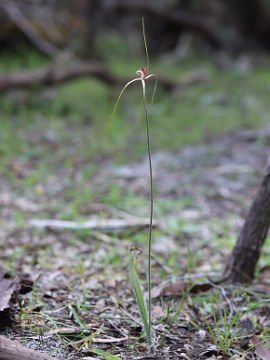 Caladenia swartsiorum Caladenia swartsiorum