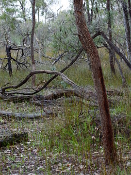 Caladenia swartsiorum Caladenia swartsiorum