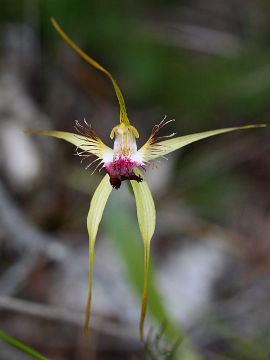 Caladenia thinicola