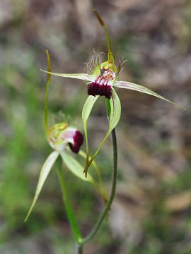 Caladenia thinicola