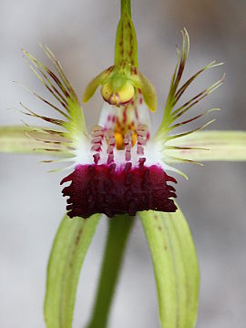 Caladenia thinicola