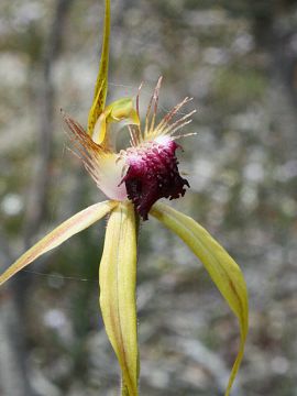 Caladenia thinicola