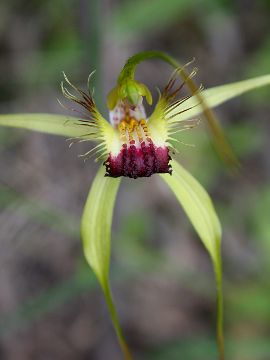 Caladenia thinicola