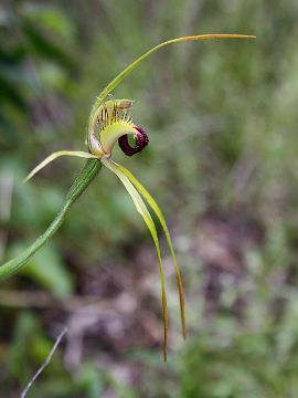 Caladenia thinicola