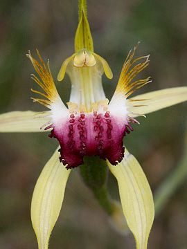 Caladenia thinicola