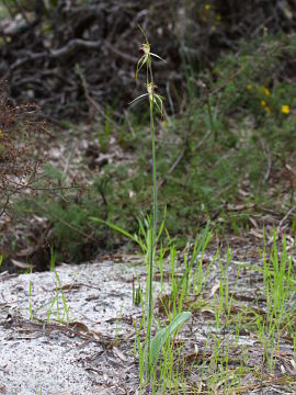 Caladenia thinicola