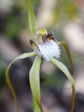 Caladenia uliginosa