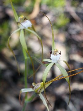 Caladenia uliginosa