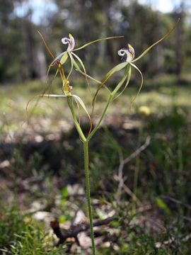 Caladenia uliginosa