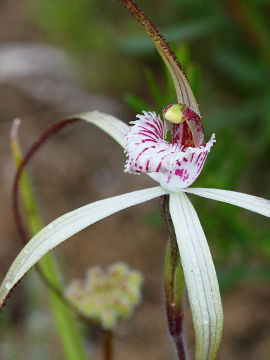 Caladenia varians Caladenia varians