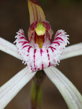 Caladenia varians Caladenia varians