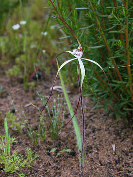 Caladenia varians Caladenia varians