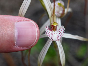 Caladenia varians Caladenia varians