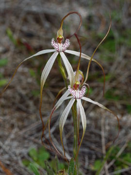 Caladenia varians Caladenia varians