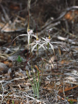 Caladenia varians Caladenia varians