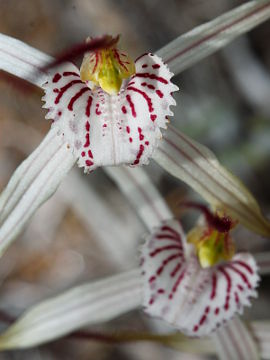 Caladenia varians Caladenia varians