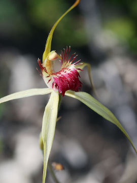 Caladenia viridescens Caladenia viridescens