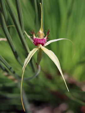 Caladenia viridescens Caladenia viridescens