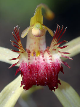 Caladenia viridescens Caladenia viridescens