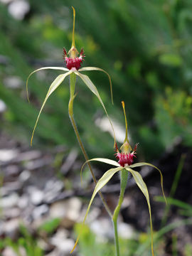 Caladenia viridescens Caladenia viridescens