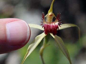 Caladenia viridescens Caladenia viridescens