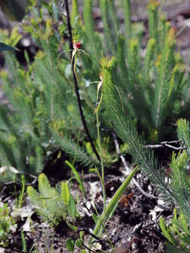 Caladenia viridescens Caladenia viridescens