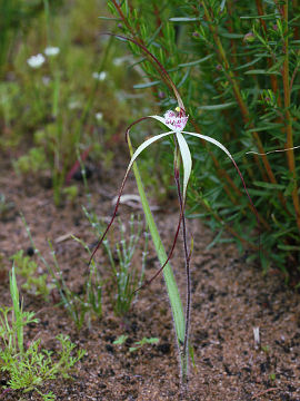 Caladenia vulgata