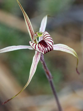 Caladenia wanosa Caladenia wanosa