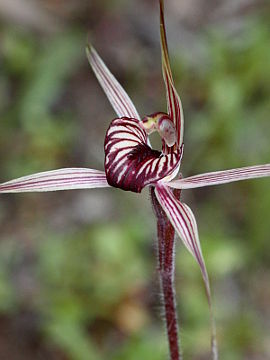 Caladenia wanosa Caladenia wanosa