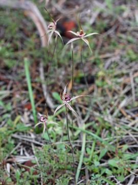 Caladenia wanosa Caladenia wanosa