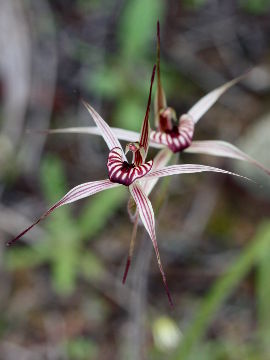 Caladenia wanosa Caladenia wanosa