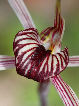 Caladenia wanosa Caladenia wanosa