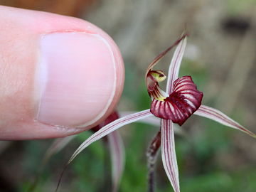 Caladenia wanosa Caladenia wanosa