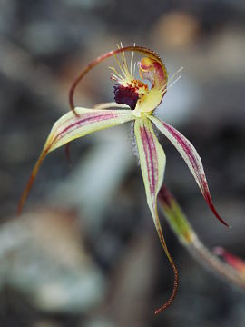 Caladenia williamsiae