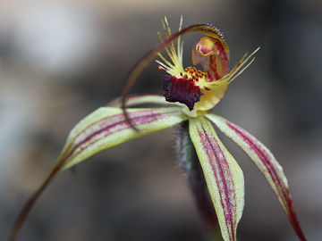 Caladenia williamsiae