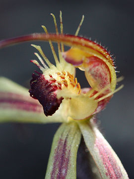 Caladenia williamsiae