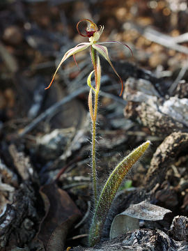 Caladenia williamsiae