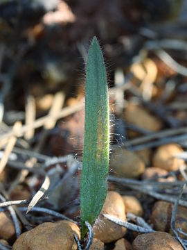 Caladenia williamsiae