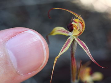 Caladenia williamsiae