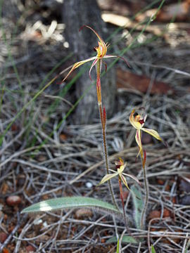 Caladenia williamsiae