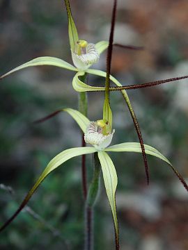 Caladenia xantha