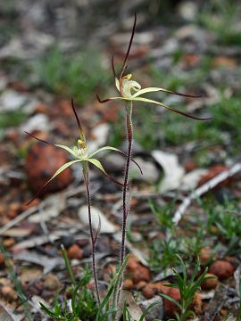 Caladenia xantha