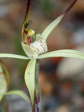 Caladenia xantha