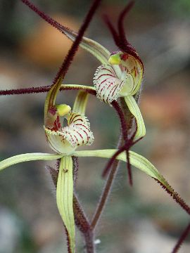 Caladenia xantha