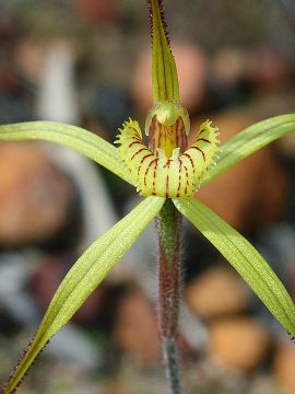 Caladenia xantha