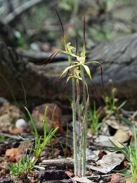 Caladenia xantha